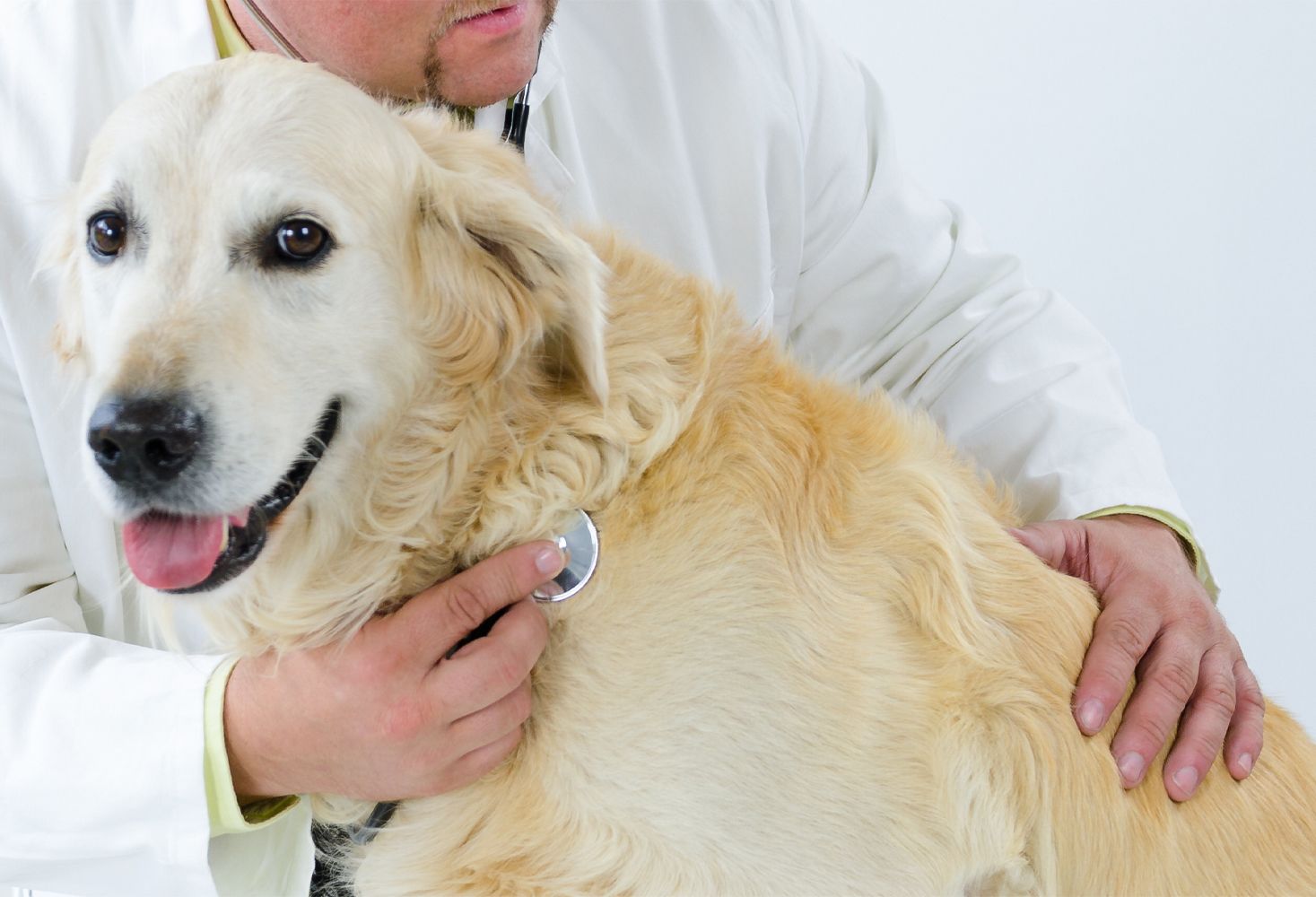 Vorsorgeuntersuchungen-fuer-Heimtiere